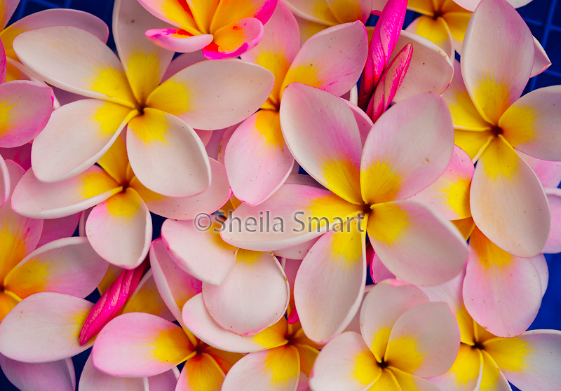 Pink frangipani