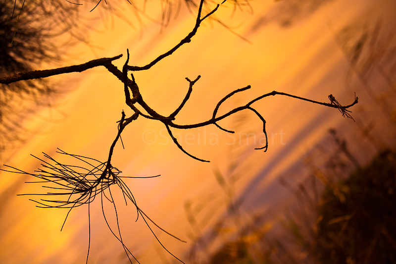 Sheoak silhouette