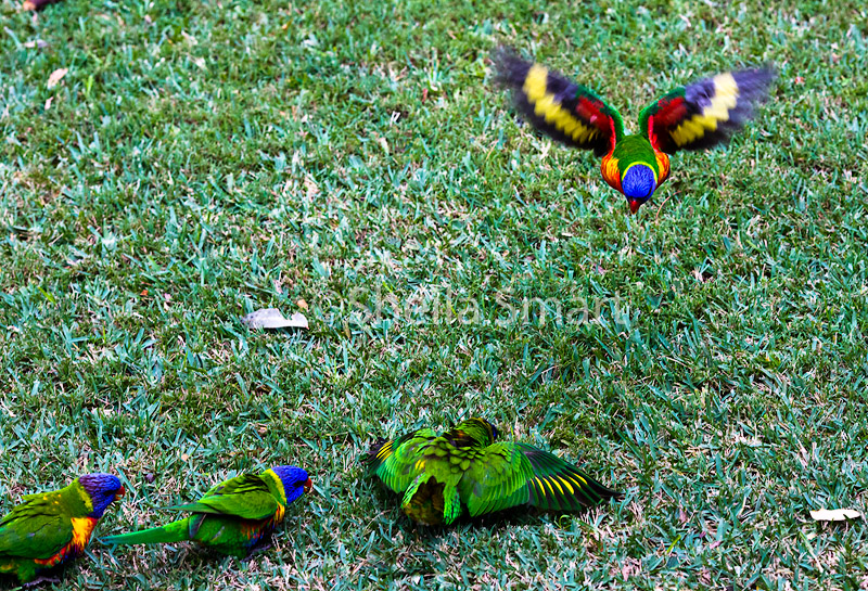 Rainbow lorikeets