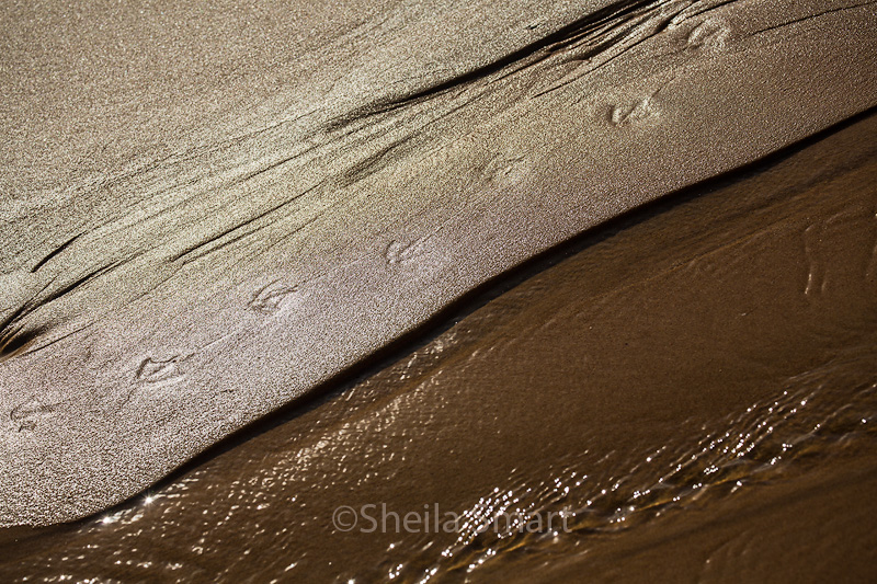 Seagull footprints in sand