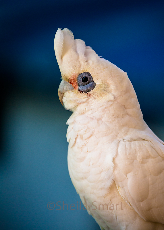 Little corella 