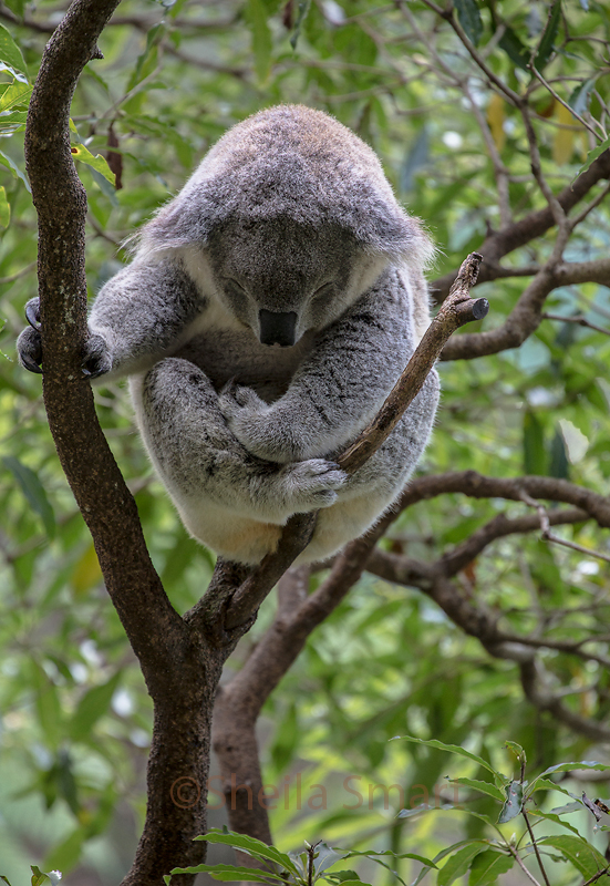 Sleepy koala