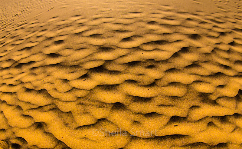Dunes at Palm Beach, Sydney