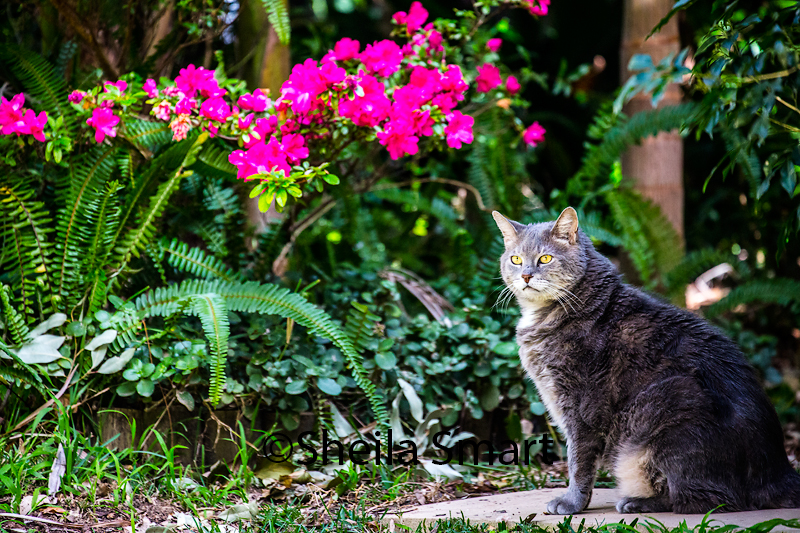 Ted and azaleas 