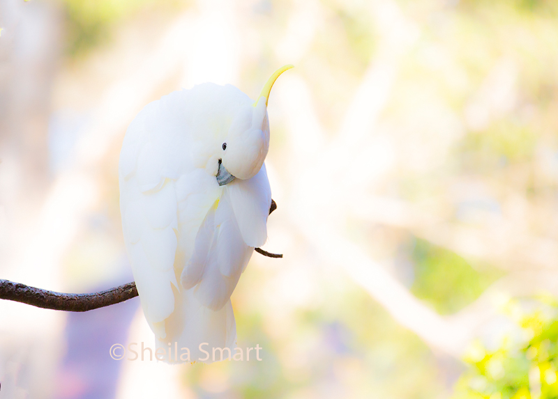 Preening sulphur crested cockatoo on pastel background