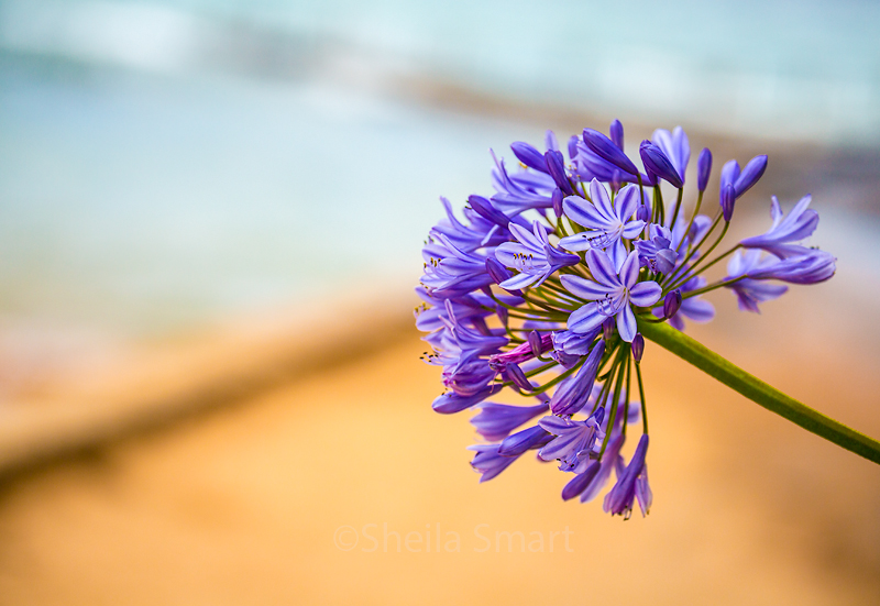 Agapanthus at Palm Beach horizontal