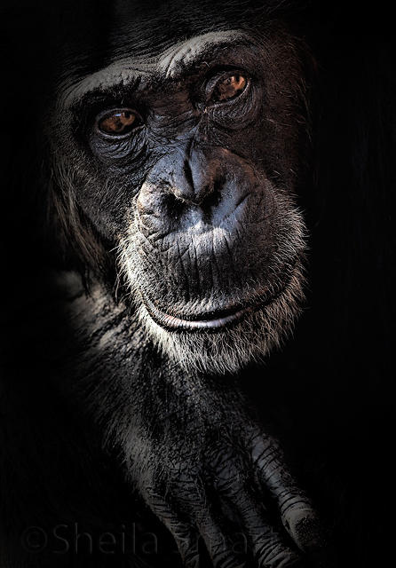 Chimpanzee portrait