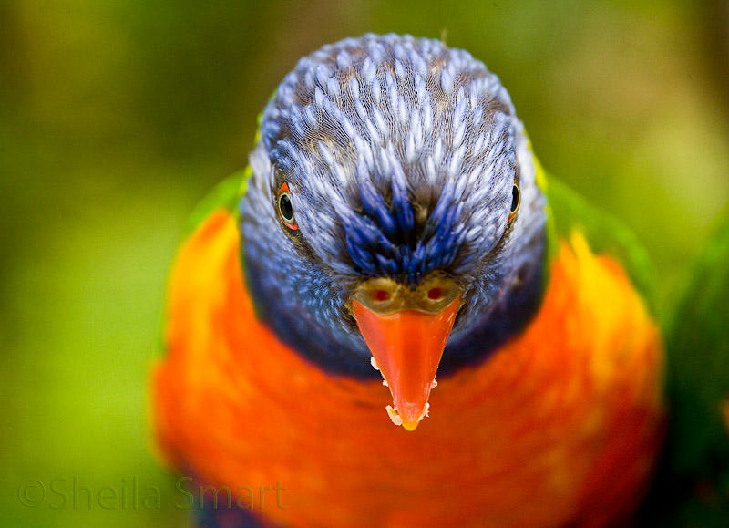 Rainbow lorikeet