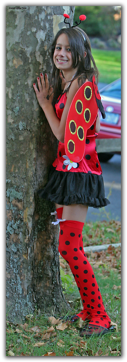 Lady Bug On A Tree
