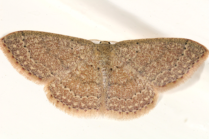 7132 - Common Tan Wave - Pleuroprucha insulsaria