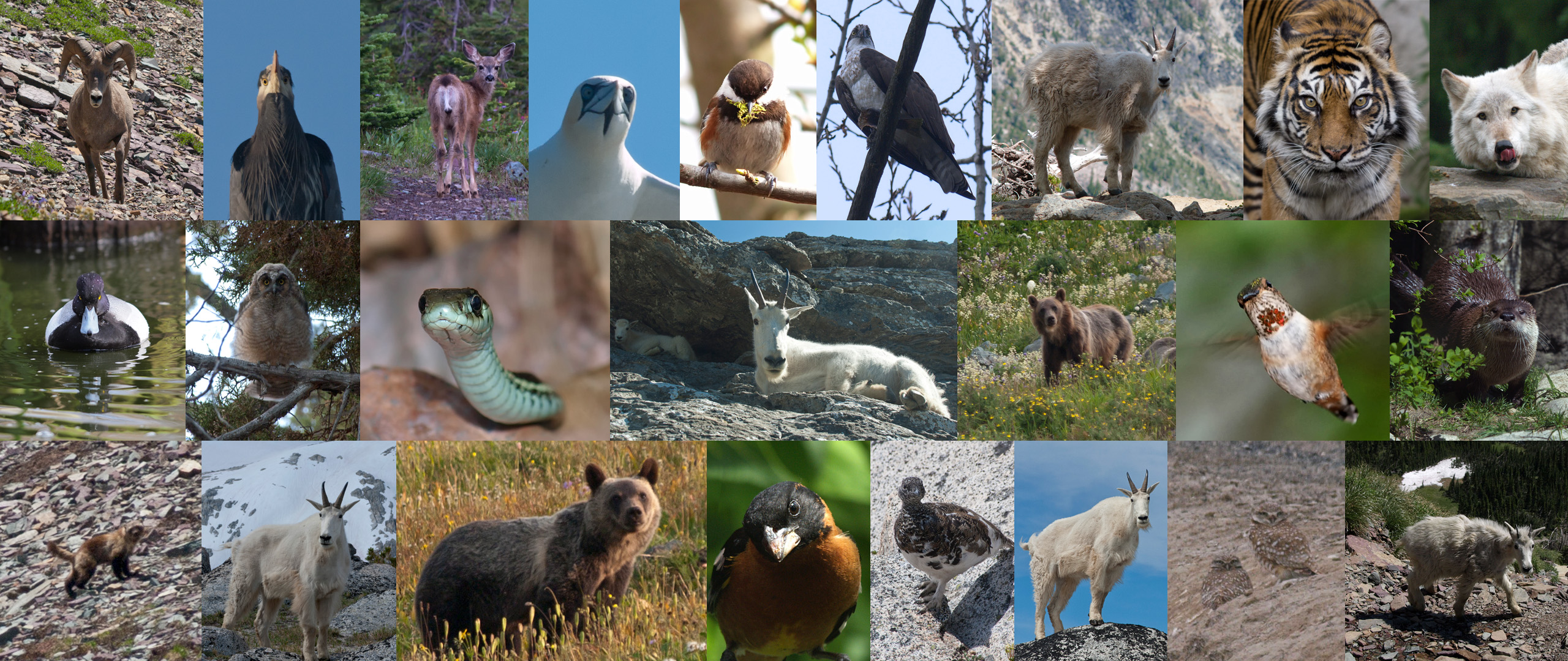 Wildlife
