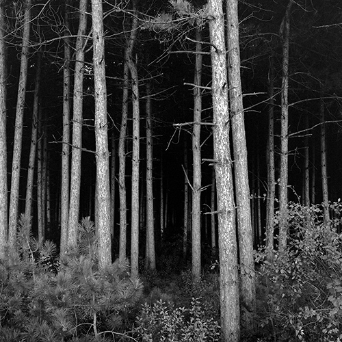 Dark Woods