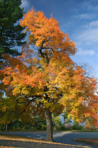 Rockcliffe Park