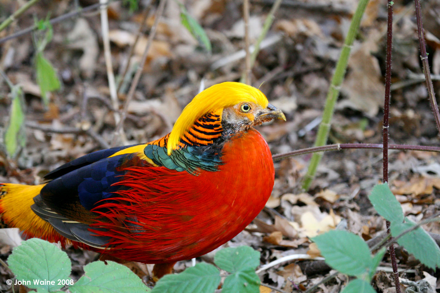 Golden Pheasant 4