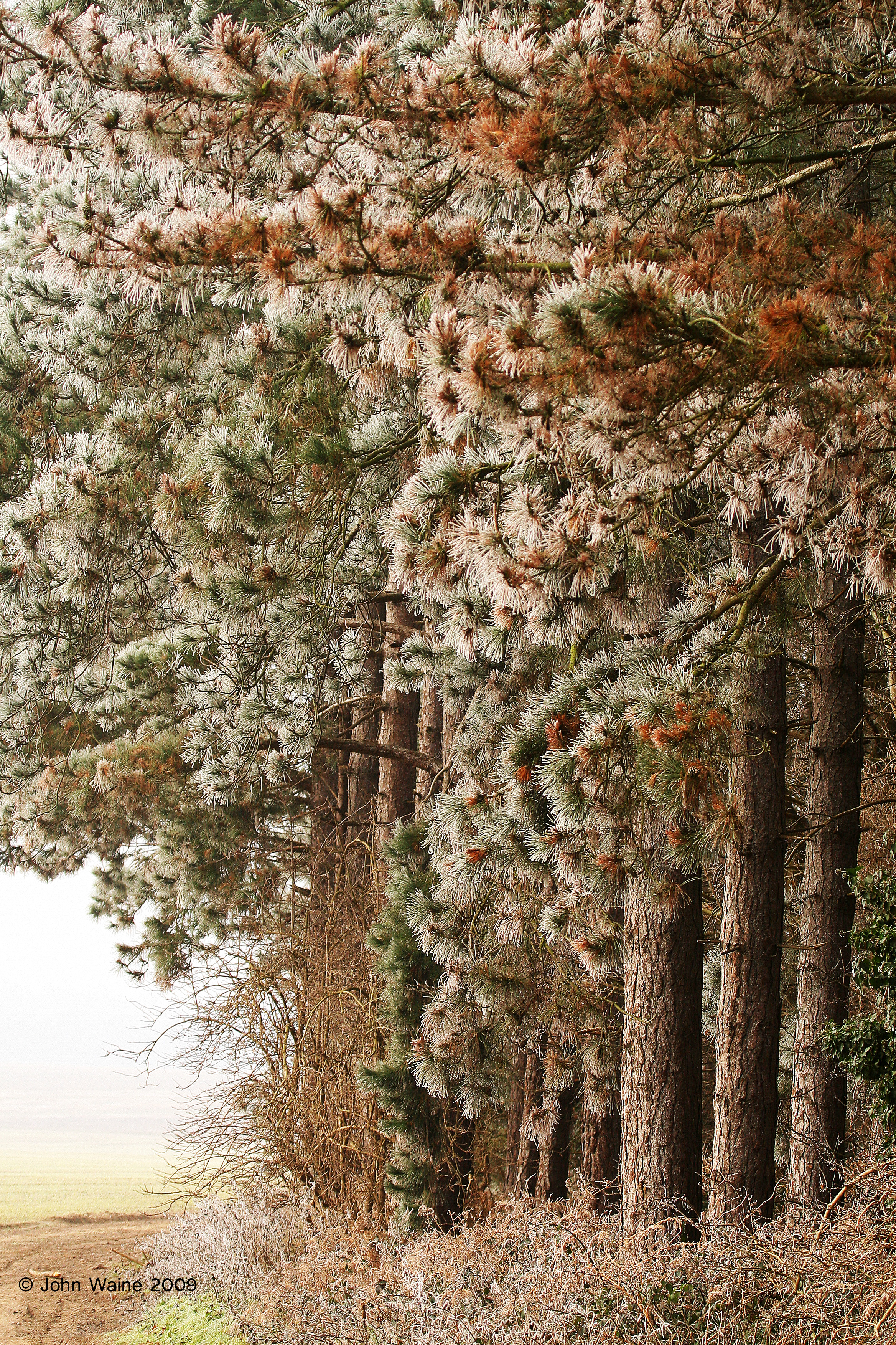 A light frost