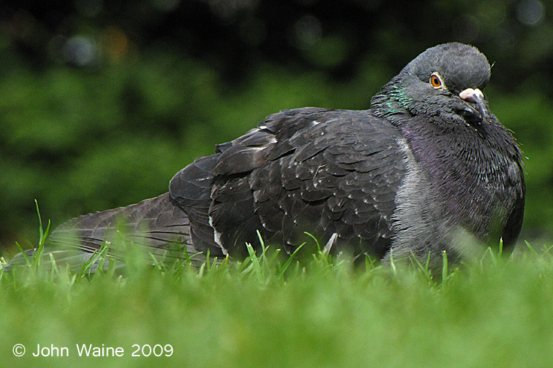 Dublin Pigeon