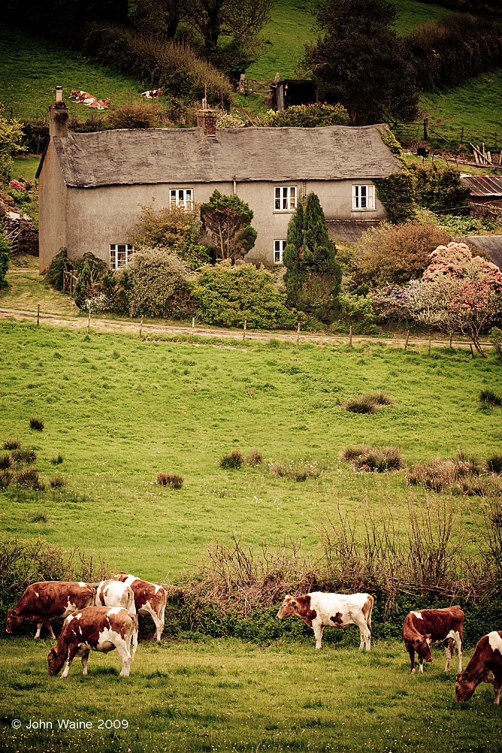 Devon Guernseys