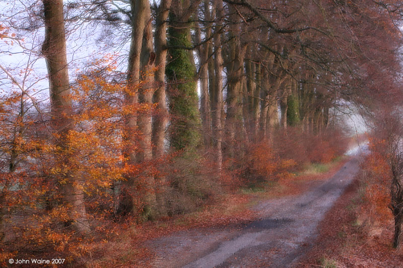 Beeches