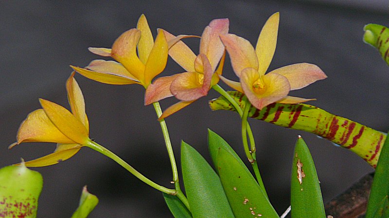 Violet/Yellow Orchid