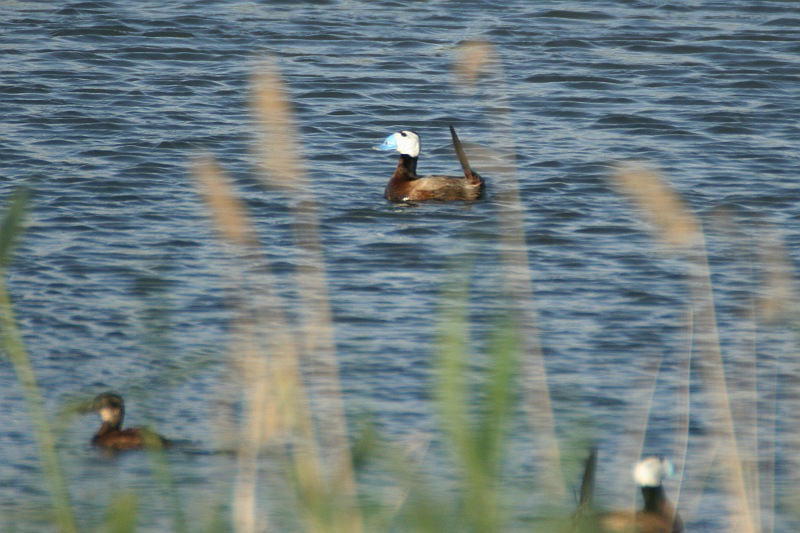 White-headed Duck - Oxyura leucocephala