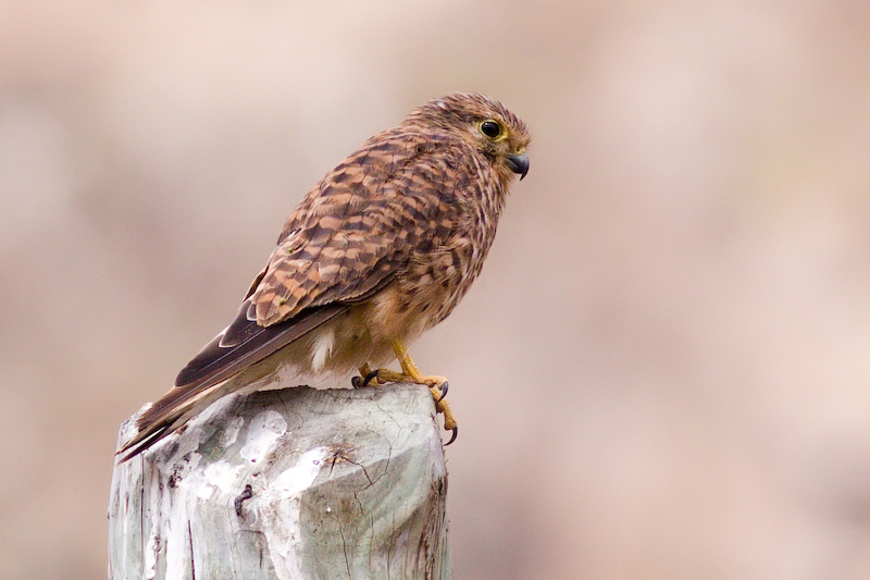 Alexanders Kestrel - Falco alexandri