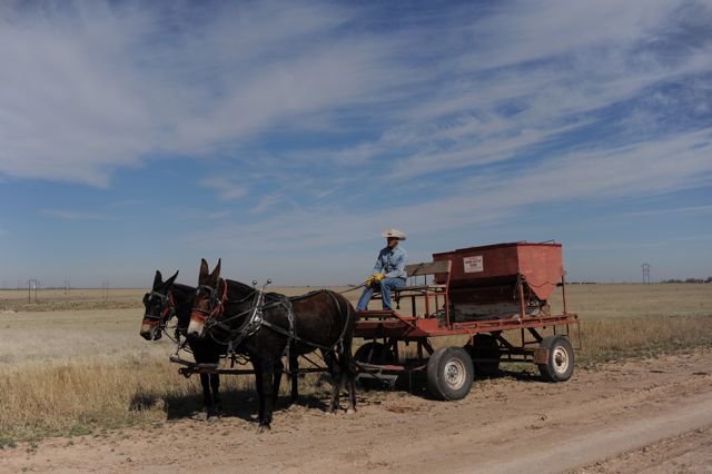Feeding Cattle by Carriage and Mule Team