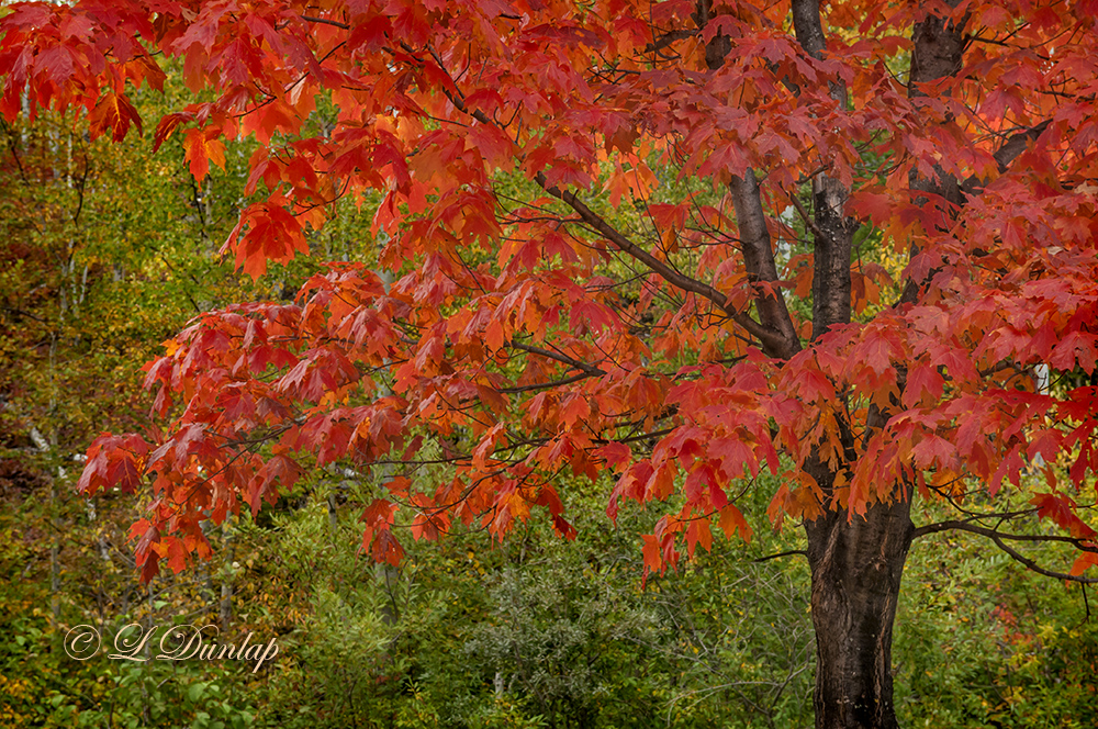 34.2 - Red Maple