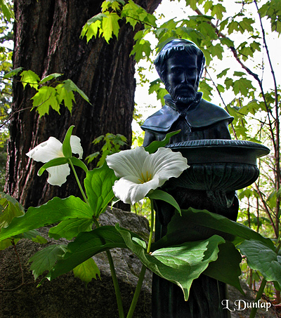 St. Francis and The Maple Tree Trilliums