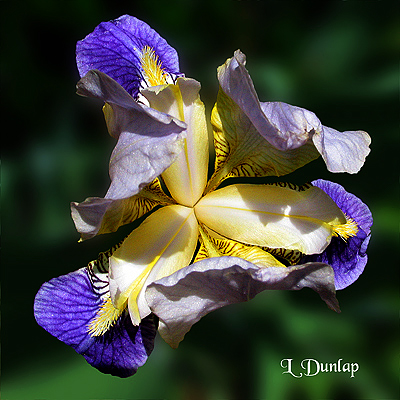 Iris