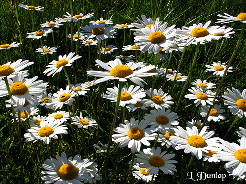 Ox-Eye Daisies