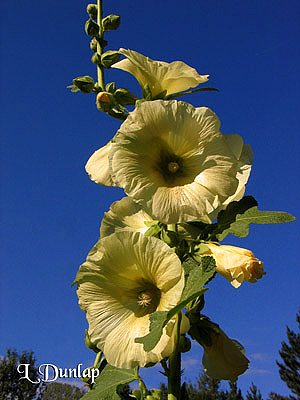 Yellow Hollyhock