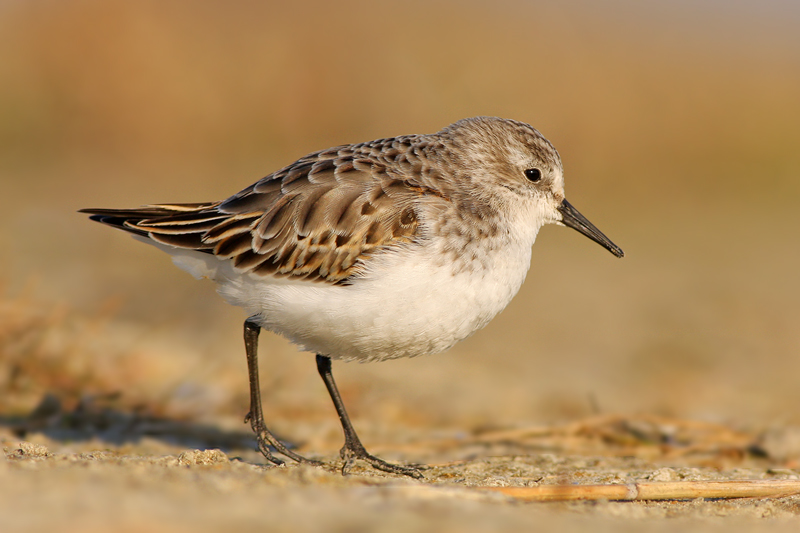 Kleine Strandloper / Little Stint