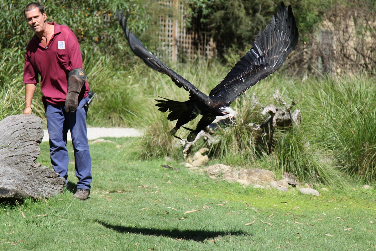 Healsville Sanctuary, Melbourne..Australian Eagle.