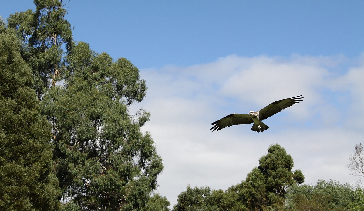 Australian Eagle.