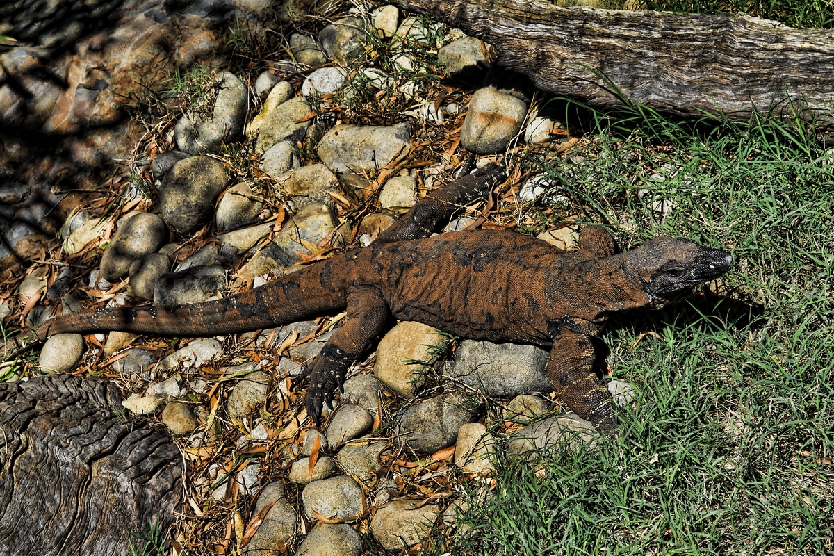 Australian Goanna...Healsville Sanctuary, Melbourne