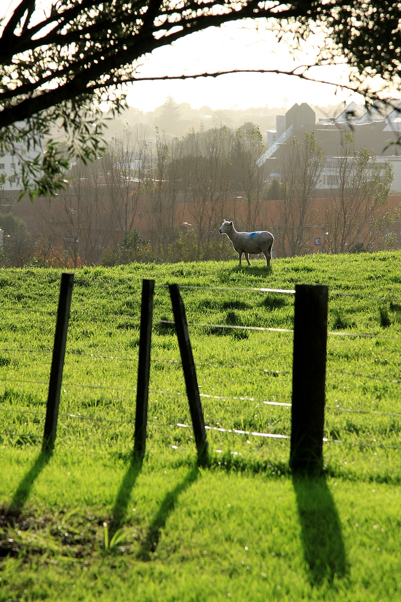 Cornwall Park.