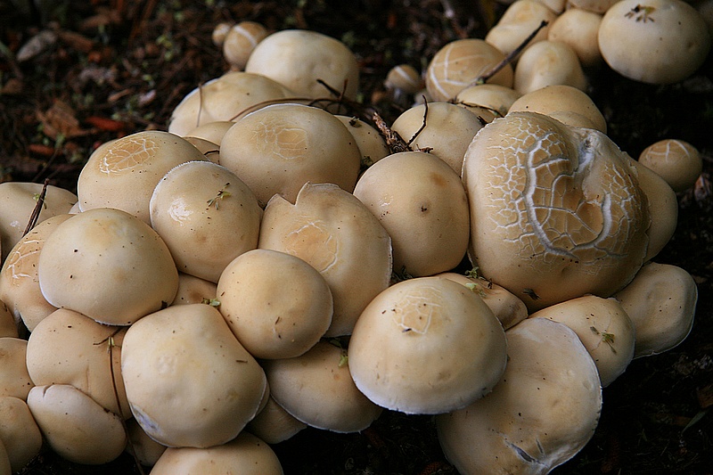 Fungus - Te Mata Area