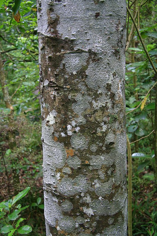 Tree Bark 7.