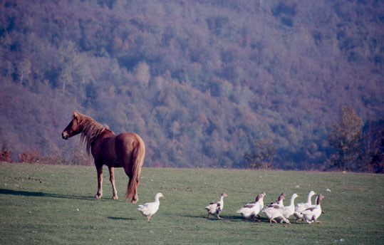 Horse and Geese