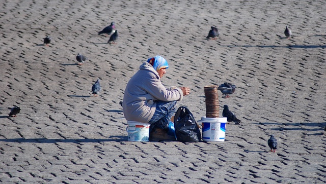 Pigeon feeder