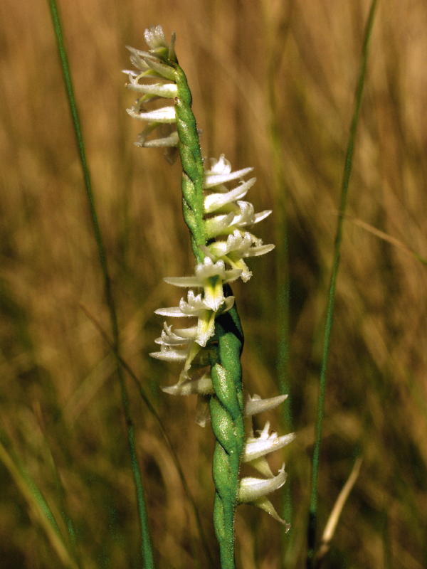 Spiranthes longilabris - loose-winding spiral