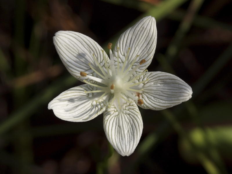 Parnassia  caroliniana