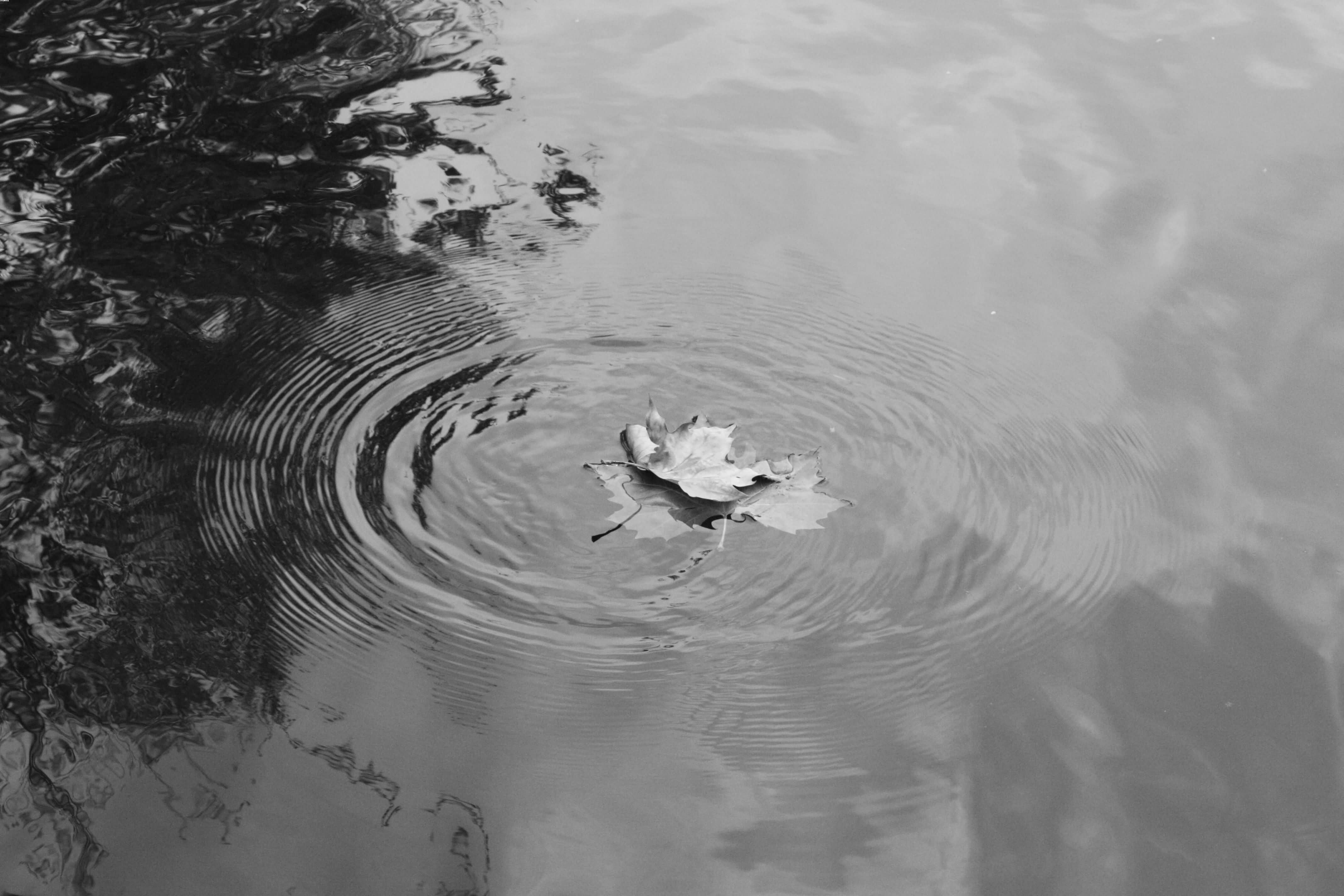 Falling Leaf, Hampstead Heath (10/19)