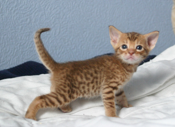4 weeks old