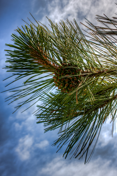 Pine from Torrey Pines