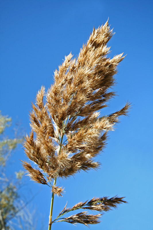  wild grass tossel