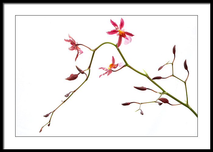 Oncidium