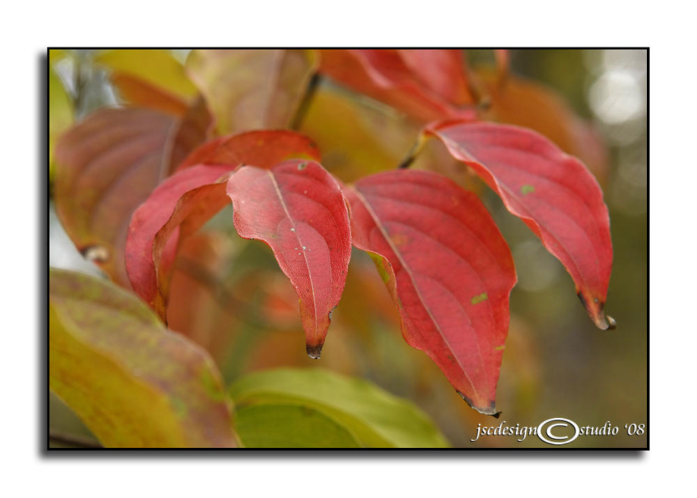 A Little More Fall<br>October 19