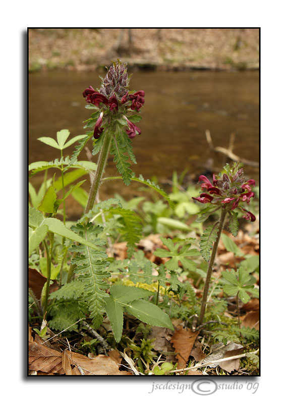 Pedicularis canadensis<br>(Wood Betony or<br>Forest Lousewort)