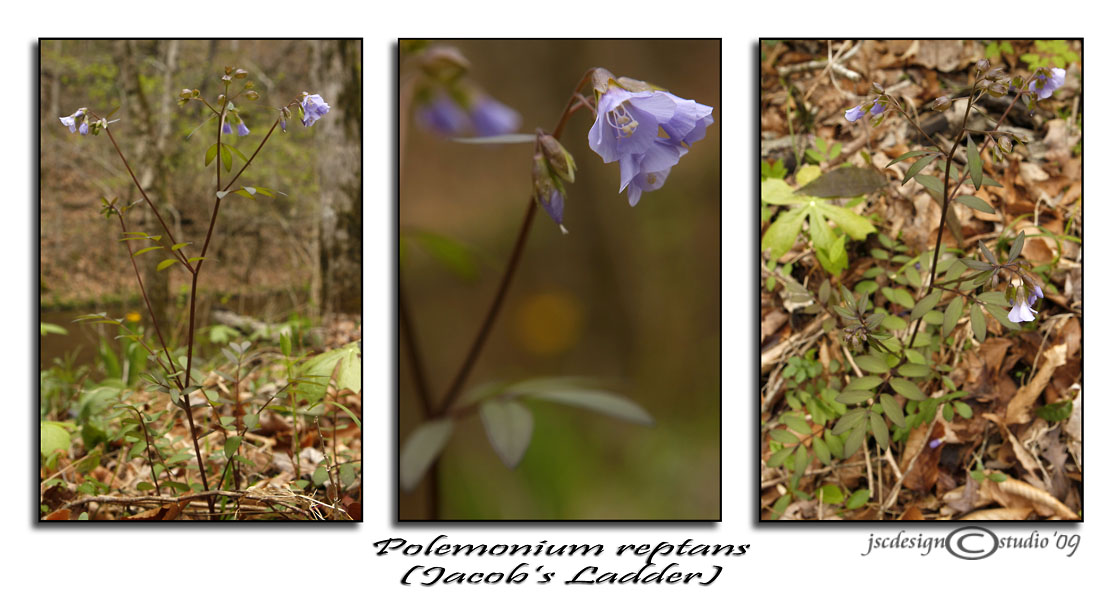 Polemonium reptans<br>(Jacobs Ladder)